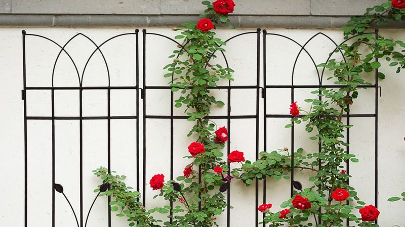 4 Pack Metal Garden Trellis 71" X 17.7" Rustproof Trellis For Climbing Plants Outdoor Flower Support_voghion.com