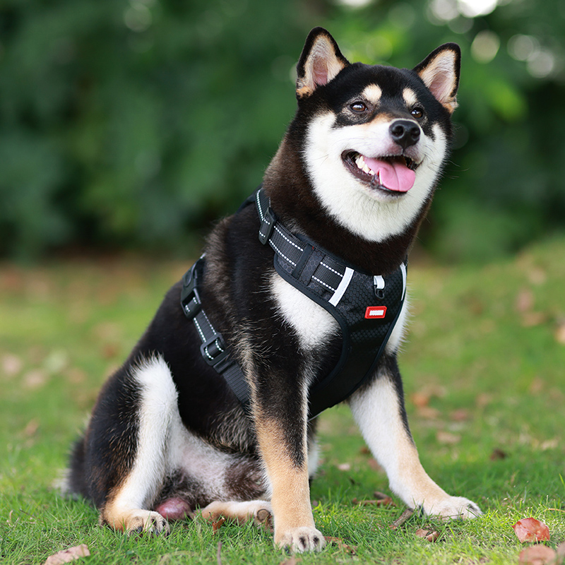 Pettorina per cani di piccola e grande taglia, con guinzaglio di sicurezza regolabile, imbracatura riflettente per cani, guinzaglio per passeggiate Bulldog francese_voghion.com