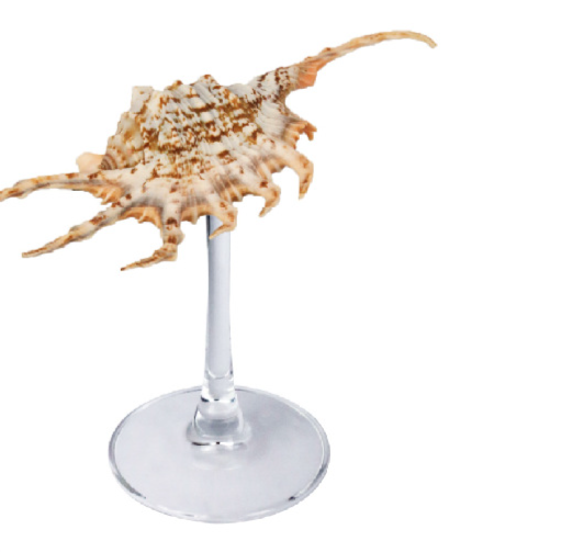 Portagioie squisito in vetro di vino con conchiglia naturale pura, utilizzato per decorare collane di gioielli, campanelli eolici per aromaterapia_voghion.com