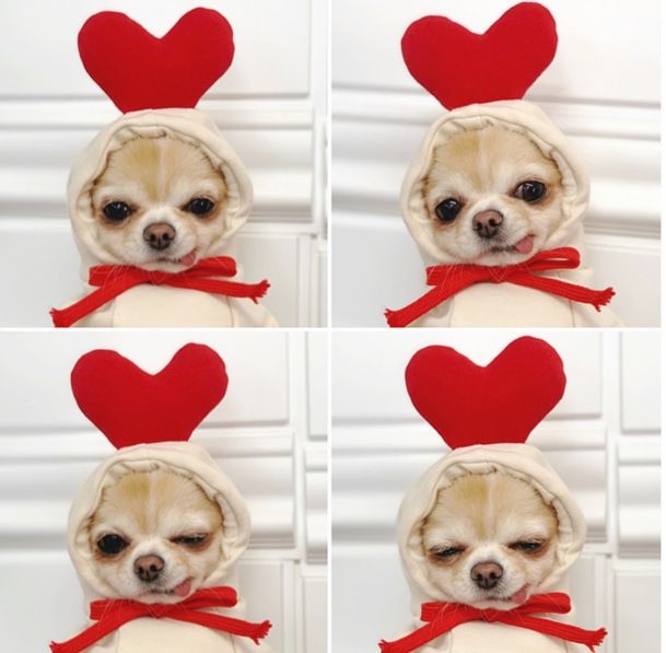 Trasformazione della frutta cane gatto cane di piccola e media taglia autunno e inverno gilet pile abbigliamento forniture pet Teddy metodo secchio produttori_voghion.com