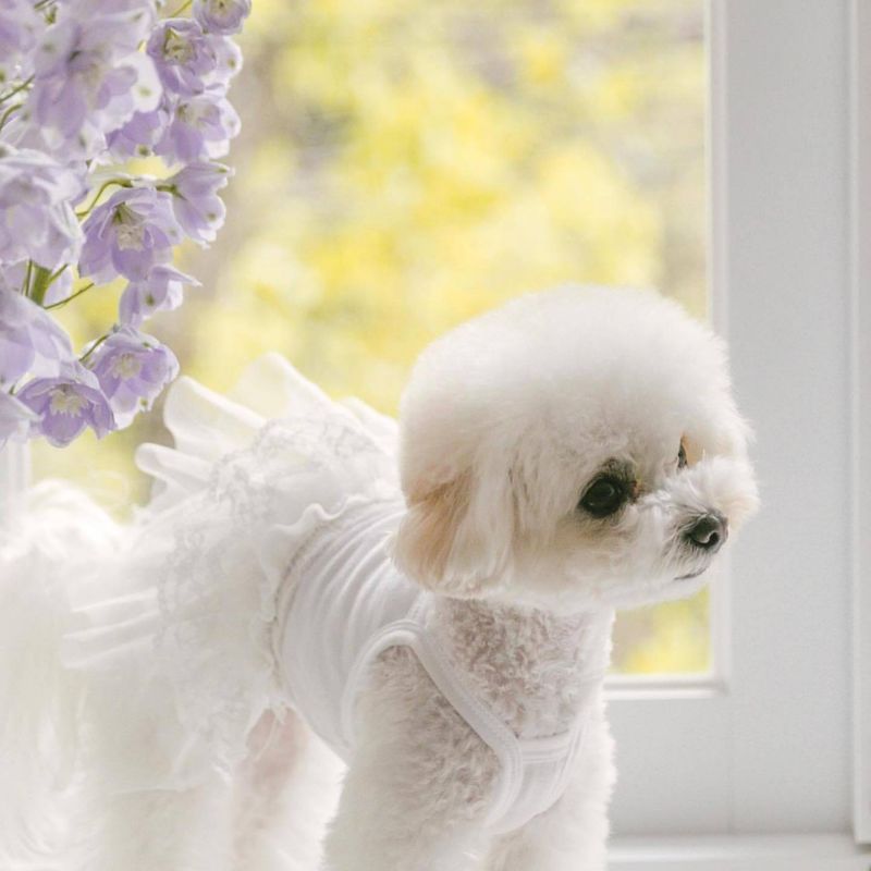 Vêtements d'été fins pour chien, Teddy Pomeranian Princess Wedding Strap Gaze Dress Cat_voghion.com