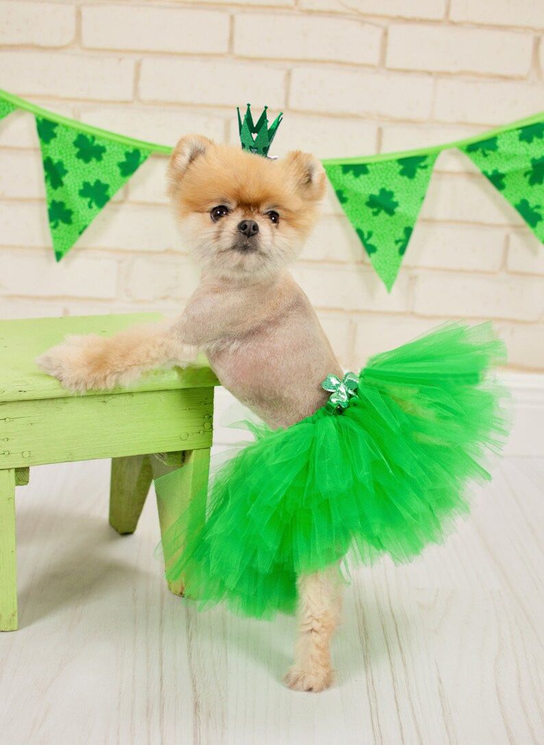 Mittelgroßes Hundeparty-Outfit, Halloween-Haustierkostüm-Set, entzückendes pelziges Kinder-Tüllkleid_voghion.com