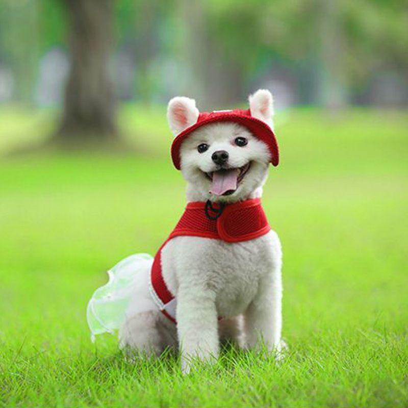 Suministros para mascotas Vestido cómodo y transpirable Ropa para gatos Falda Chaleco para perros_voghion.com