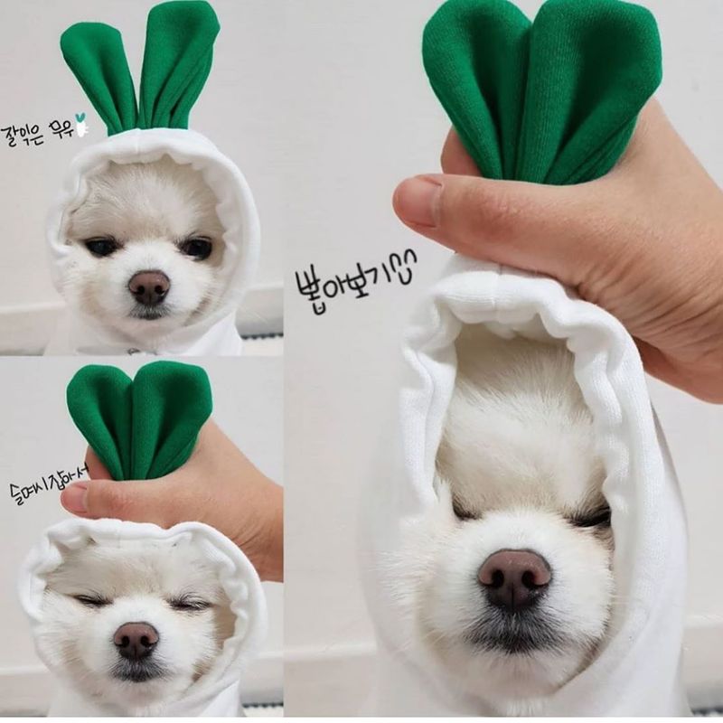 Trasformazione della frutta cane gatto cane di piccola e media taglia autunno e inverno gilet pile abbigliamento forniture pet Teddy metodo secchio produttori_voghion.com