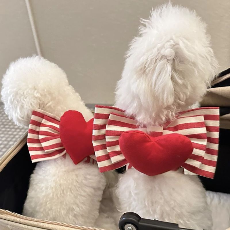 INS Novo conjunto de peitoral respirável em formato de coração para cães Teddy Bichon, coleira para cães de passeio ao ar livre_voghion.com