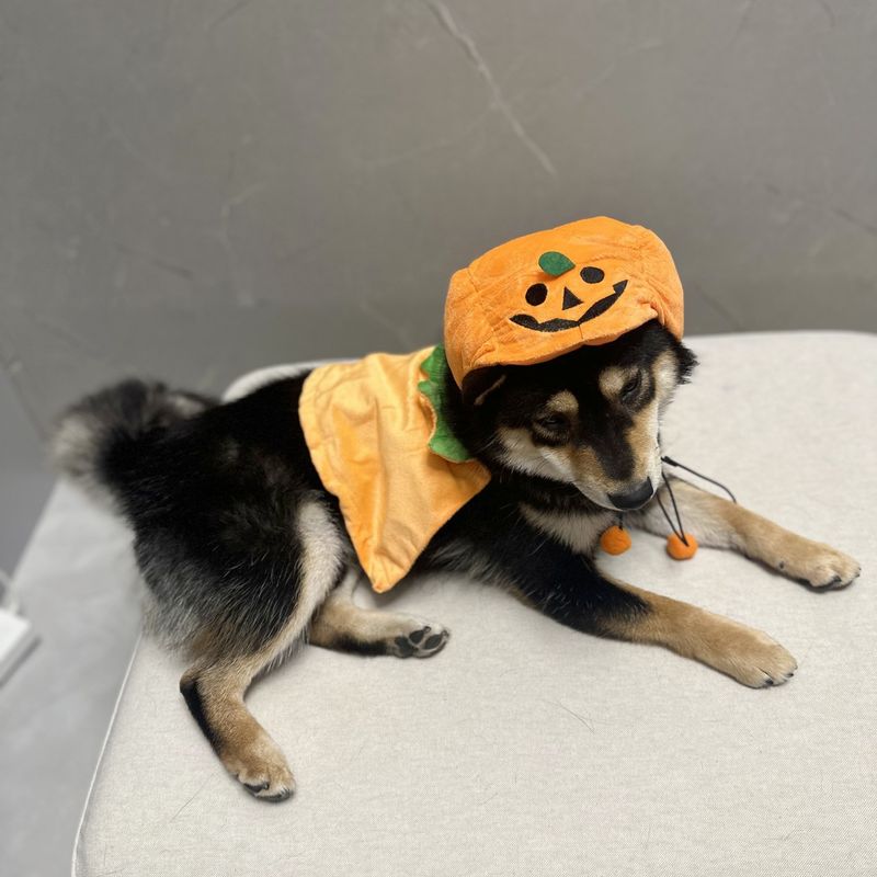 Cappello di peluche per animali domestici, copricapo divertente, marchio alla moda, mantello di zucca bifacciale per gatto e cucciolo_voghion.com