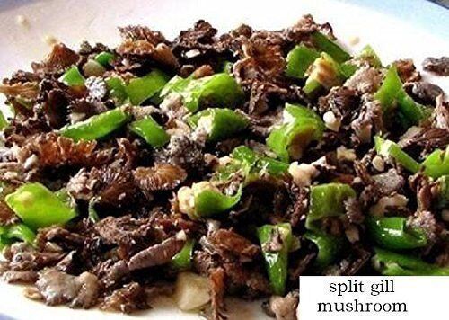 1 libbra (454 grammi) di fungo Schizophyllum communeh essiccato di prima qualità proveniente dallo Yunnan, Cina_voghion.com