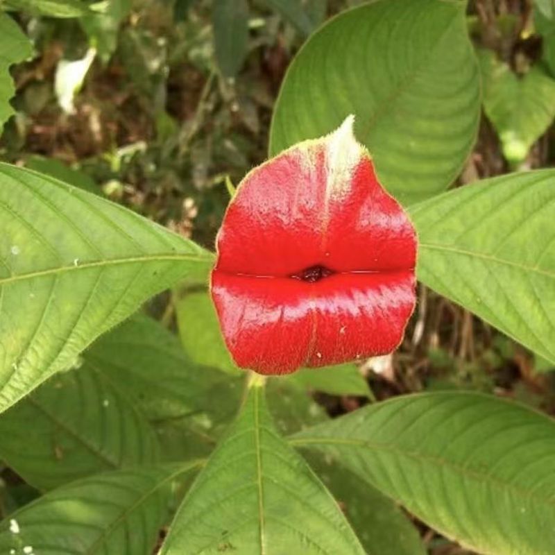 Red Lip Flower Scientific Name: Pseudotryonia Elat Beekeepers_voghion.com