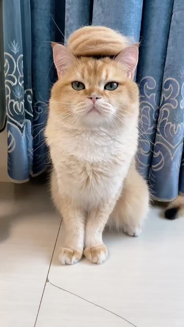 Plastic Cat Brush By PawParty Store_voghion.com