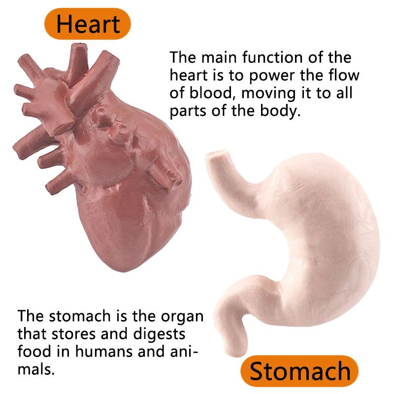 Simulare corp uman trunchi model biologie creier inimă ficat stomac rinichi instrumente de predare învățare jucării educaționale pentru copii_voghion.com