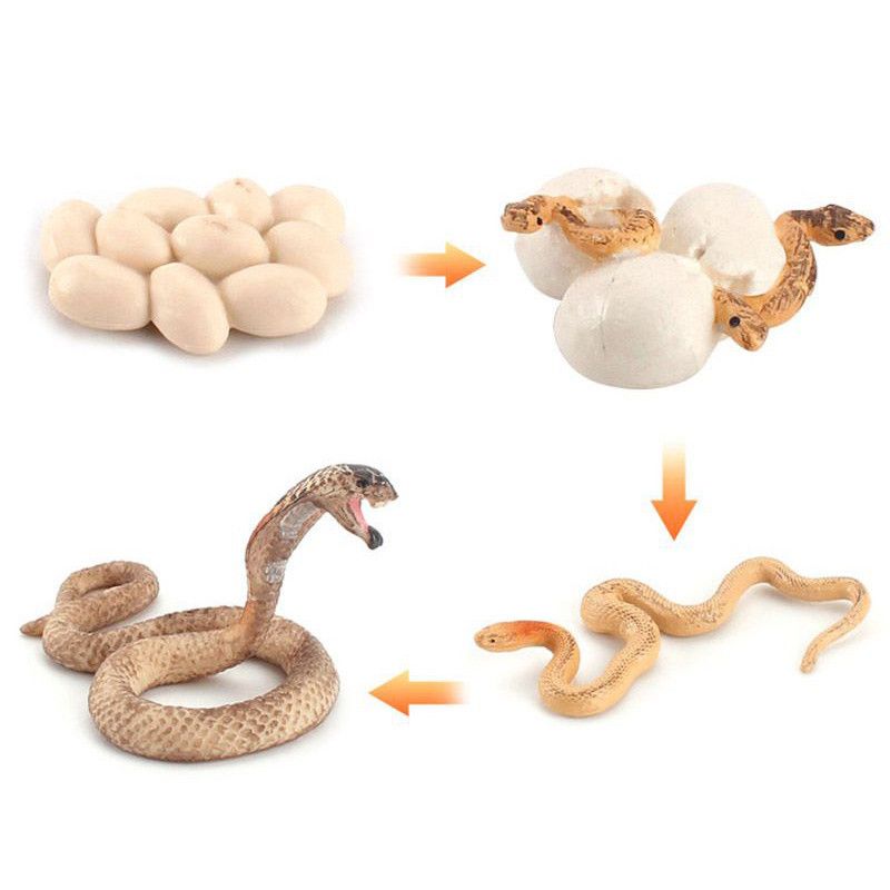 Charming Solid Simulation Turtle Chick Frog Animal Growth Cycle Montessori Teaching Aids For Educational Fun And Decor Collectible_voghion.com