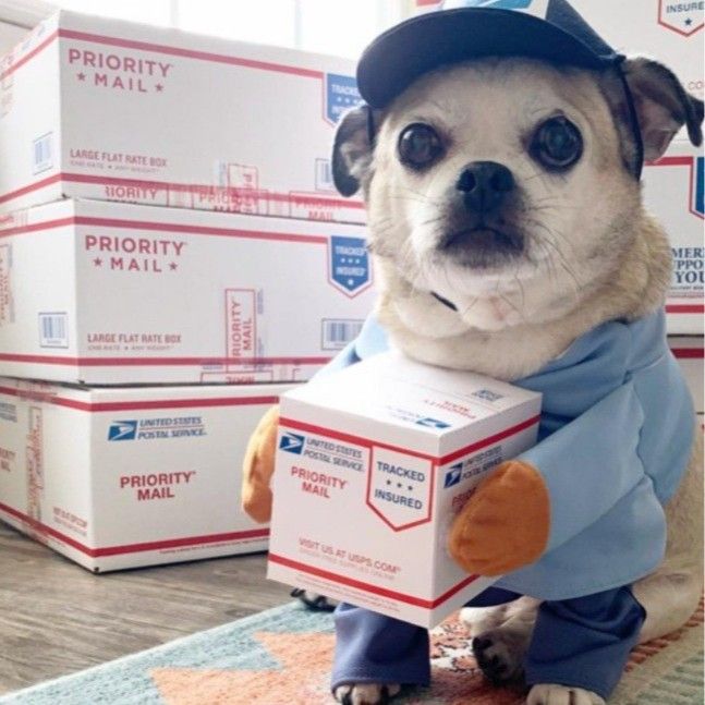 Lustige Transformation Haustier Mittelgroß Groß Hund Halloween Dekoration Kostüm Katzenkleidung_voghion.com