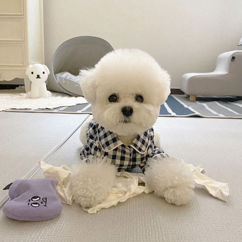 Koreanischer Stil Haustier Welpen Kätzchen Hund Pyjamas Teddy Bichon Schnauzer Pommerschen Chihuahua Kleidung Frühling Sommer Outfit_voghion.com