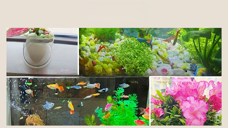 Xiuyu Gravel Base Sand For Fish Tank Landscaping, Hydroponic Stones, Decorative Natural Rain Flower Stones_voghion.com