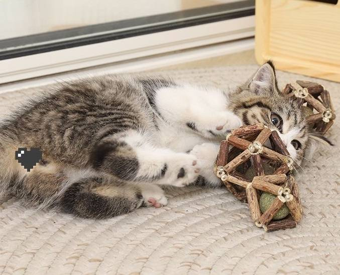 Juguetes para gatos, bolas de menta Mugianliao, limpieza y rechinamiento de dientes_voghion.com