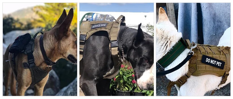 Taktiska selar Husdjursträningsväst Hundsele och koppelset för små medelstora hundar Promenad Jakt Gratis frakt_voghion.com