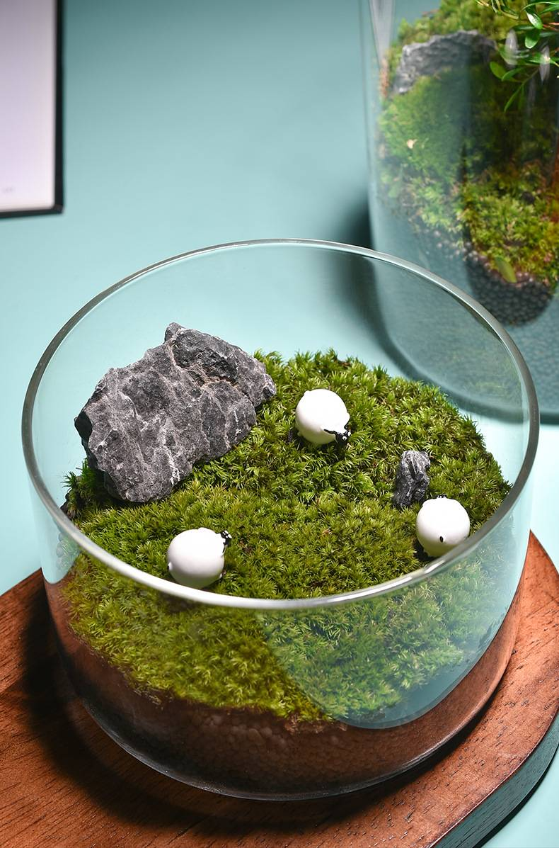 Terrario in vetro per muschio e piante grasse fai da te - Mini vaso ecosistema trasparente con coperchio (perfetto per piante idroponiche, decorazioni per giardini fatati)_voghion.com