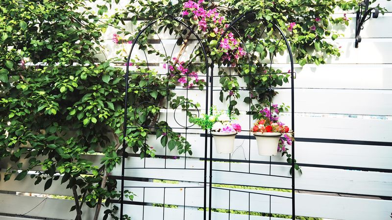 2 Pack Metal Garden Trellis 78.7" X 19.7" Rustproof Trellis For Climbing Plants Outdoor Flower Support Black_voghion.com