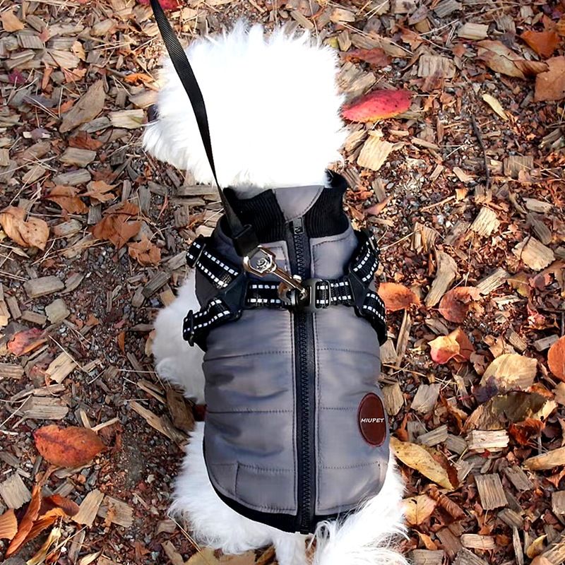 Broschtgeschirr kann Hond Kottengmantel Teddy Kottengmantel Bichon klengen Hond Pomeranian Pudel Hausdéierkleeder Hierscht a Wanterkleeder_voghion.com