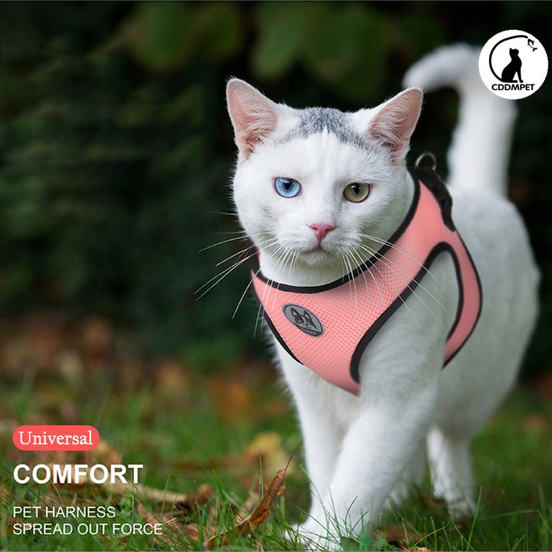3 Pcs, Leash Set Small Dogs, Harness Puppies And Cats, Breathable Mesh Vest, Chest Strap, Products For Chihuahuas, By PawParty Store_voghion.com