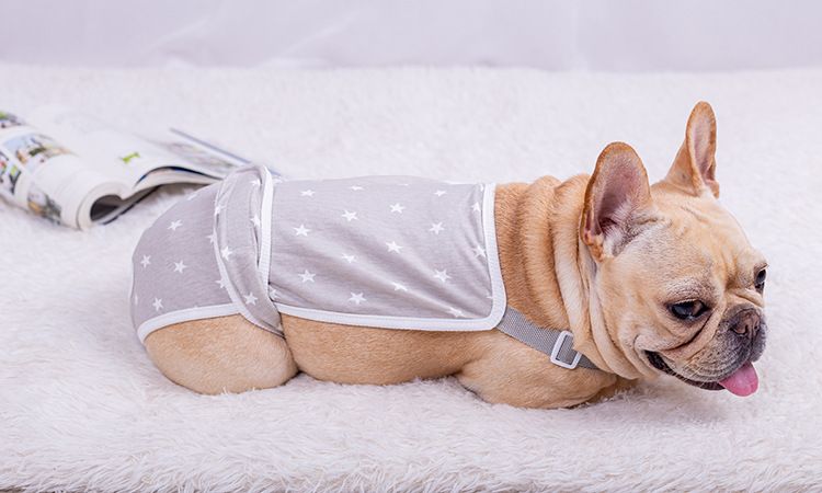 Fadou kvinnlig hund fysiologiska byxor kvinnlig Teddy Corgi valp mops hund menstruationsperiod husdjur säkerhetsbyxor Big Aunt_voghion.com