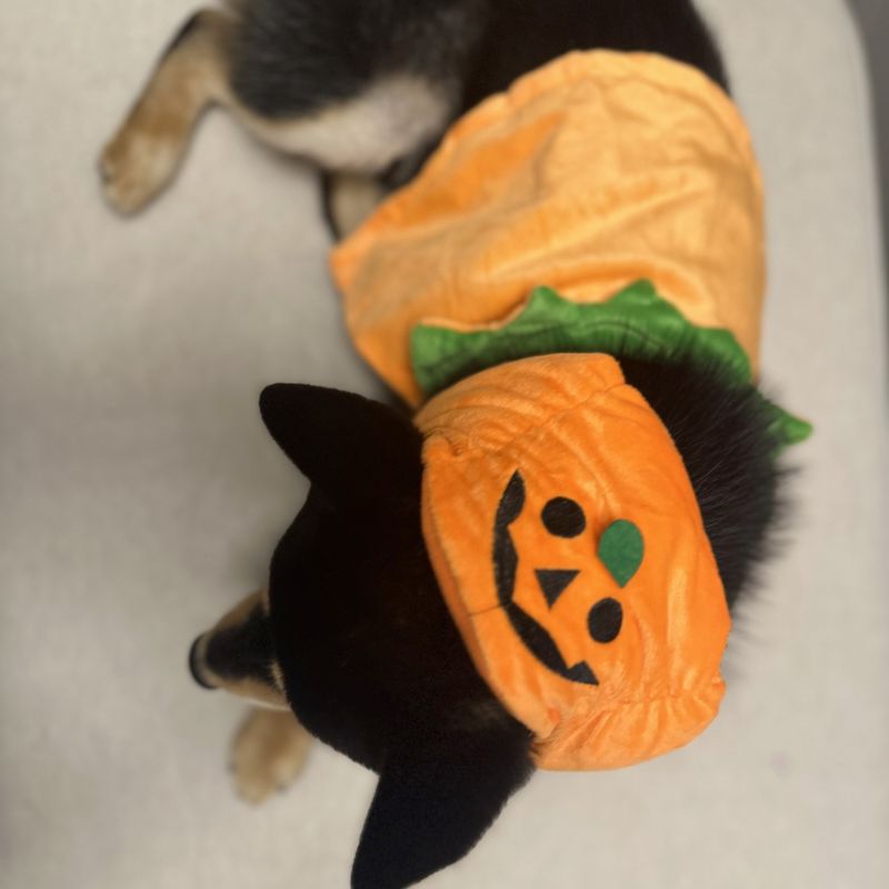 Cappello di peluche per animali domestici, copricapo divertente, marchio alla moda, mantello di zucca bifacciale per gatto e cucciolo_voghion.com