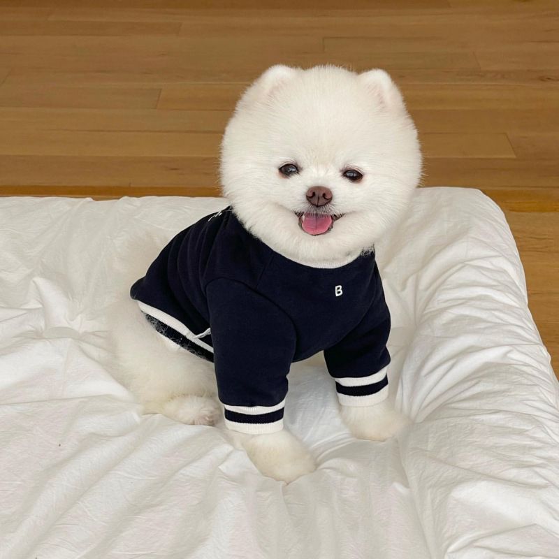 PawParty Store'dan Köpekler İçin Küçük ve Orta Boy Kadife Kapüşonlu Üstler, Yavru Köpek Kazakları ve Köpek Aksesuarları_voghion.com