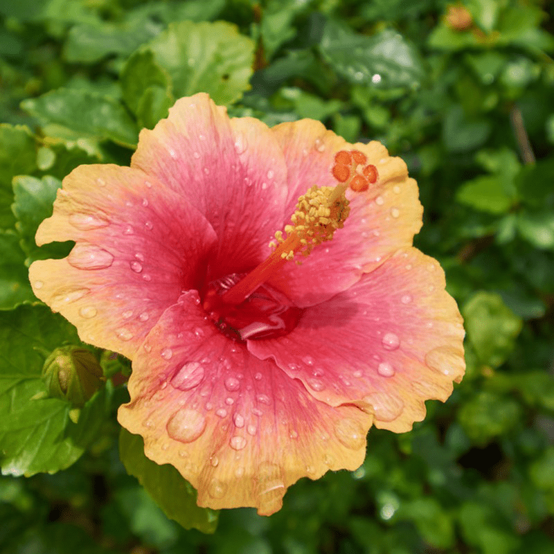 Más de 30 semillas de hibisco para plantar: coloridas semillas de flores perennes para cultivar en el jardín._voghion.com