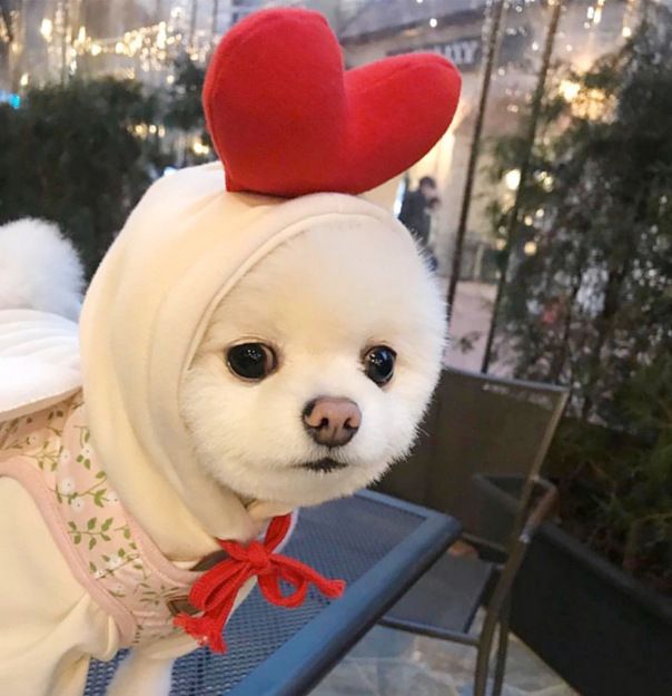 Trasformazione della frutta cane gatto cane di piccola e media taglia autunno e inverno gilet pile abbigliamento forniture pet Teddy metodo secchio produttori_voghion.com