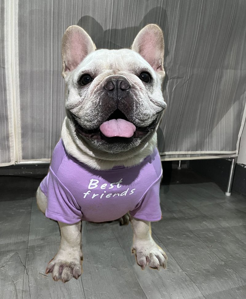 Maglietta girocollo per cani, carlino francese grasso, shar-pei inglese, bulldog inglese_voghion.com