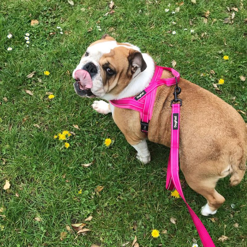 Pet With Plush Comfortable Inner Lining, Leash, Outdoor Sports Vest, Dog Harness_voghion.com
