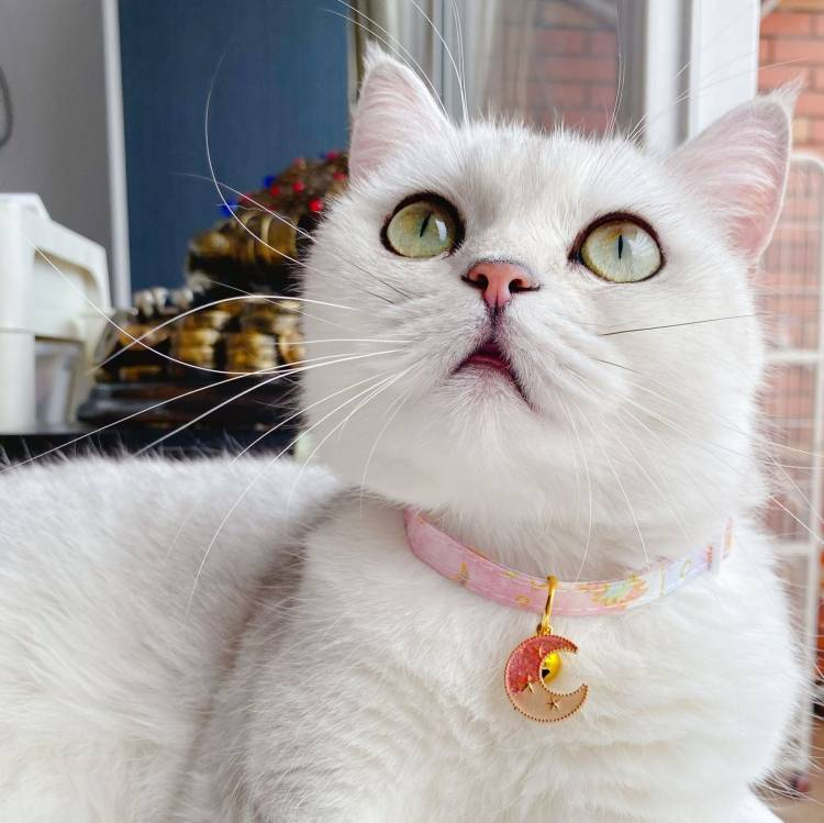 Verstelbare veiligheidshalsband voor katten, honden en konijnen_voghion.com