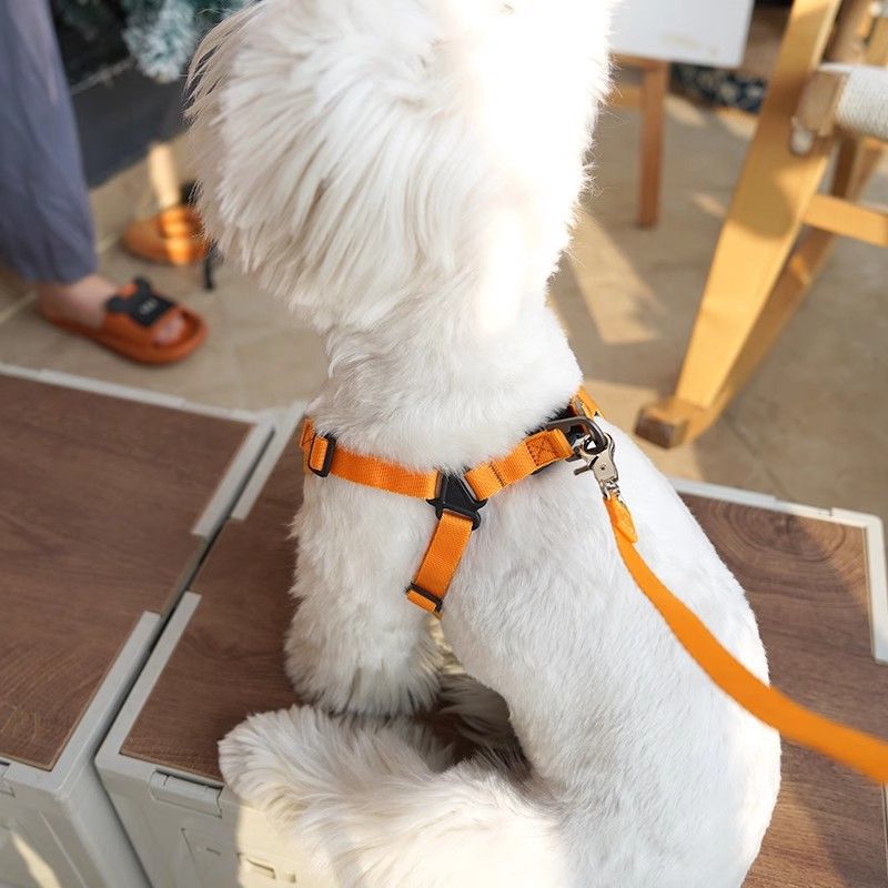 Guinzaglio per cani di piccola taglia, stile gilet, Corgi, Bichon, Teddy, taglia media, imbracatura per il petto, corda anti-strangolamento._voghion.com