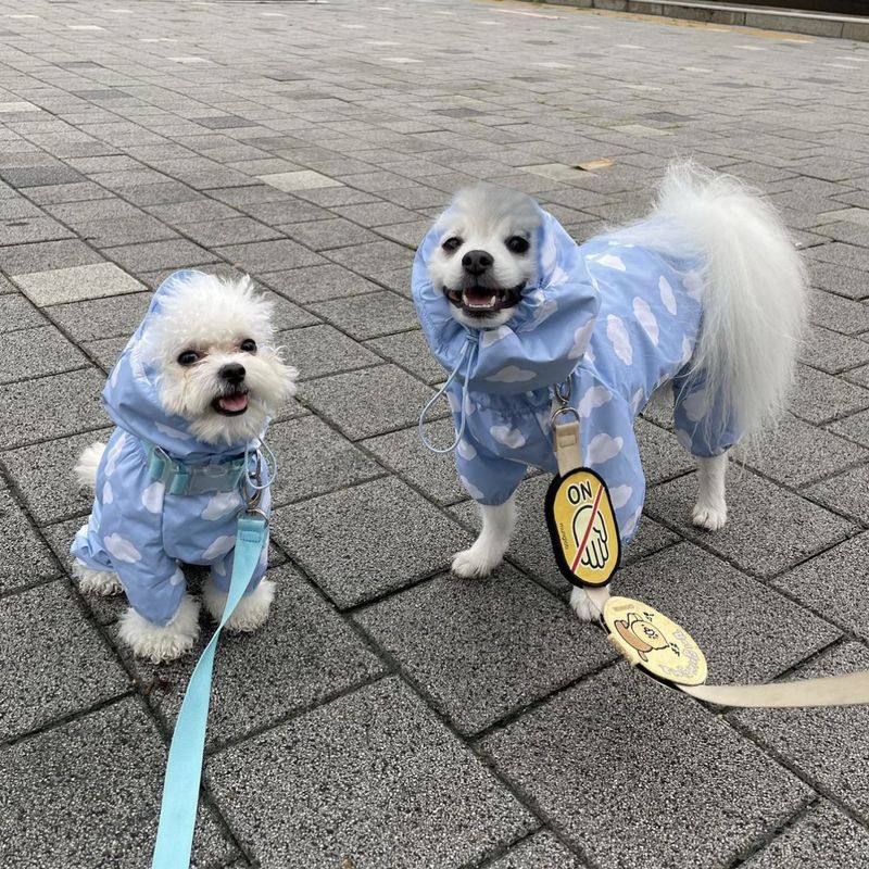 Capa de chuva impermeável com cobertura total para cães coreanos, poncho de chuva para cães pequenos e médios, pelúcia com capuz de quatro patas, bichon pet_voghion.com