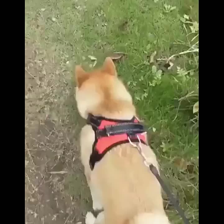 Dog Leash Set, Adjustable Small And Medium Dogs, Chest Strap For Outdoor Walks, Pet Supplies_voghion.com