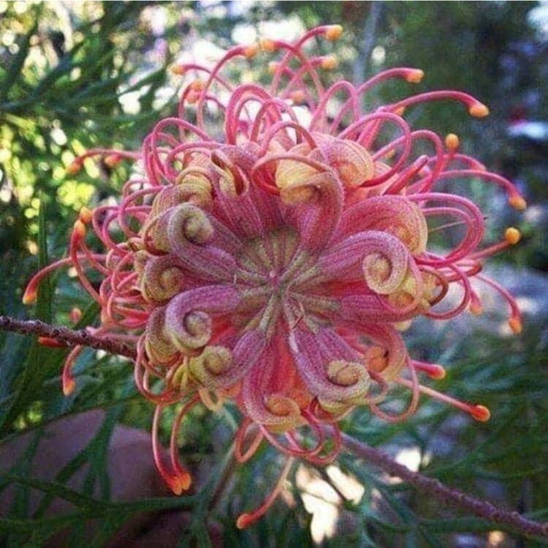 100 semi di fiori da giardino di Passiflora_voghion.com