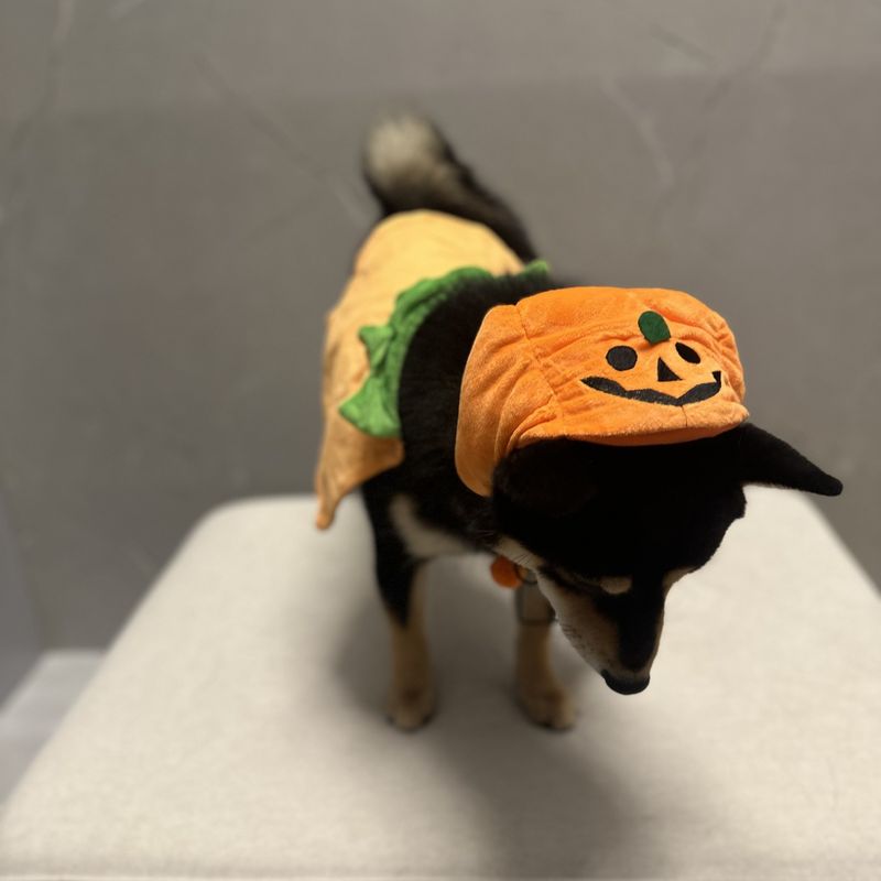Cappello di peluche per animali domestici, copricapo divertente, marchio alla moda, mantello di zucca bifacciale per gatto e cucciolo_voghion.com