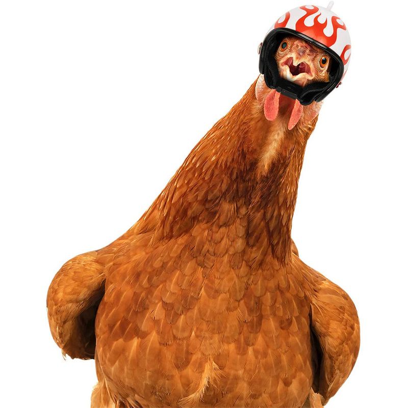 Pet Supplies Protection Chicken Helmet Chick Hen Hat Bird Hat Headgear_voghion.com