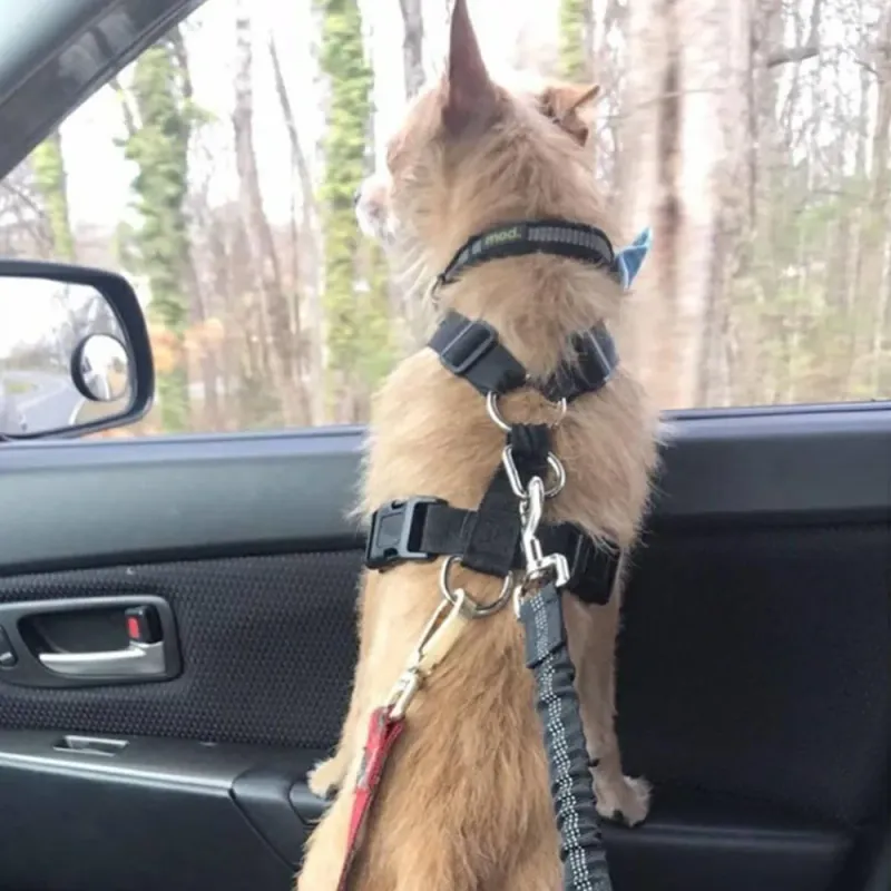 Autogordel voor honden, intrekbare buffer, elastische reflecterende veilige trekkabel, riem, hondenaccessoires, benodigdheden van PawParty Store_voghion.com