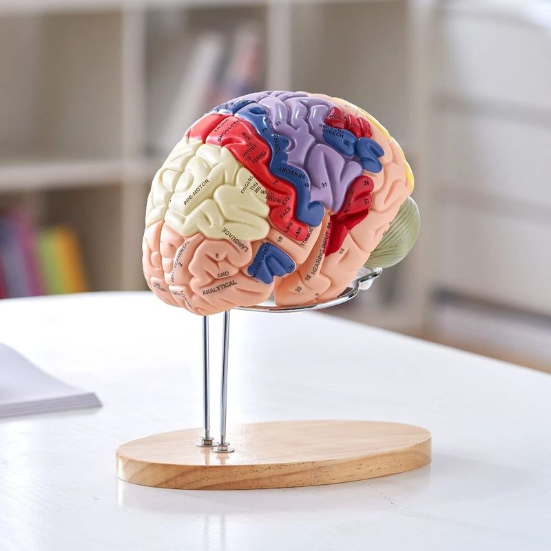 Modello di cervello umano 2X con etichette colorate e display umano, base e modello anatomico staccabile a grandezza naturale, Br, 4 parti_voghion.com