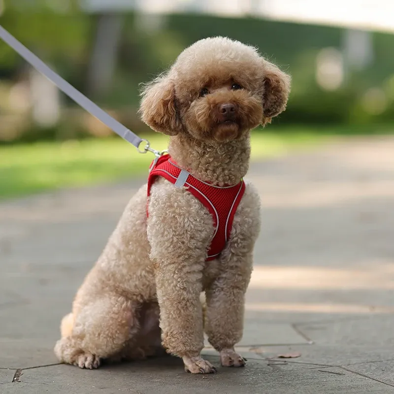 Sommerliche Netzweste und Leine für Hunde von PawParty Store_voghion.com