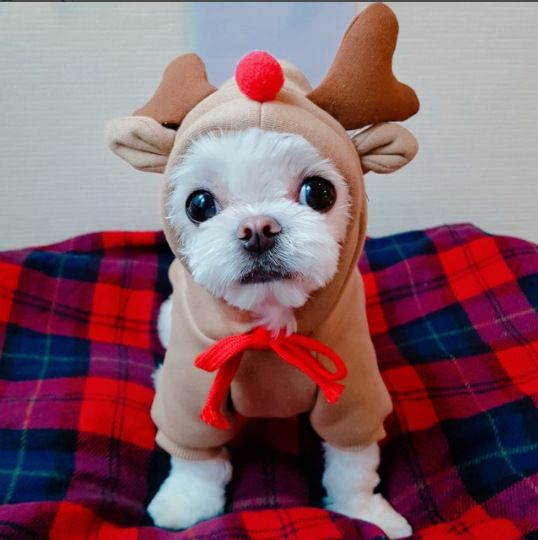 Trasformazione della frutta cane gatto cane di piccola e media taglia autunno e inverno gilet pile abbigliamento forniture pet Teddy metodo secchio produttori_voghion.com