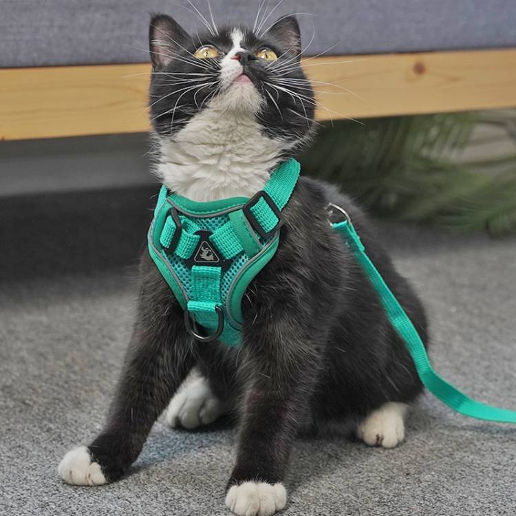 Ensemble harnais et gilet réfléchissant et respirant pour chien et chat_voghion.com