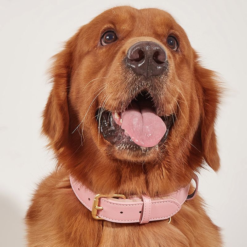 Collare per cani Yusheng in vera pelle di vacchetta con doppia fibbia, per animali domestici_voghion.com
