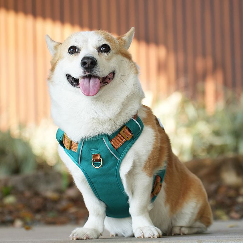 Leder Haustier Anti-Explosion Reflektierende Harness Ausbruch-Proof Hund Leine Heißer Verkauf_voghion.com