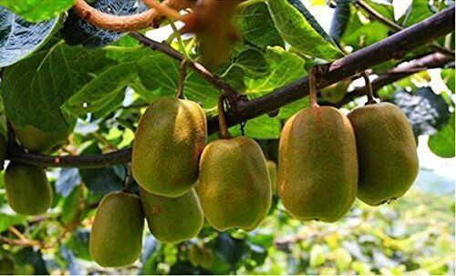 2 Pound (908 Grams) Kiwi Fruit Cut Dried Slices From Yunnan_voghion.com