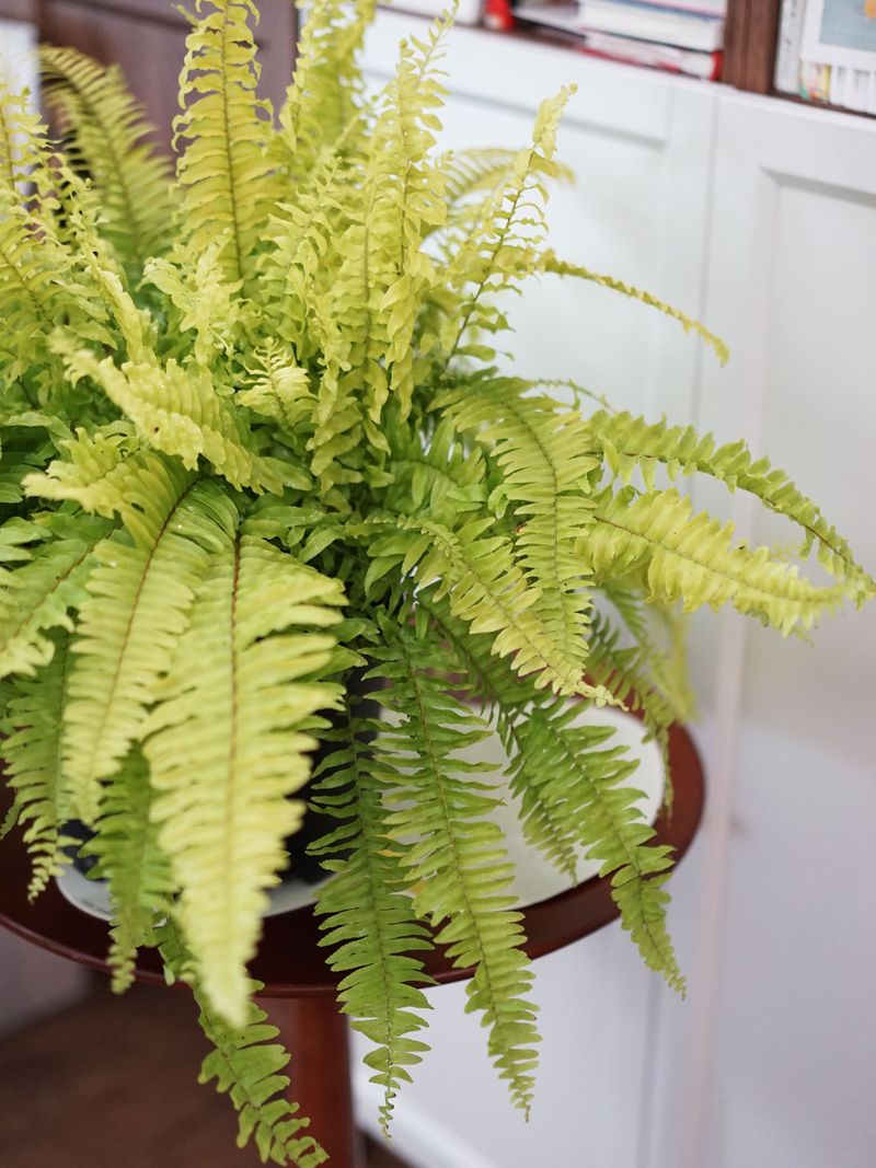 Qualité imbattable Youlu Original Simple Facile à assortir Pot de fleur en polyuréthane de style ancien chinois Joli set de table isolant de protection de bureau_voghion.com