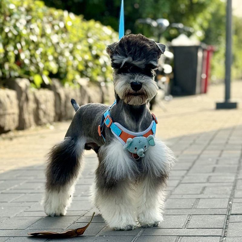 Arnés de pato en forma de C para mascotas con correa para exteriores_voghion.com
