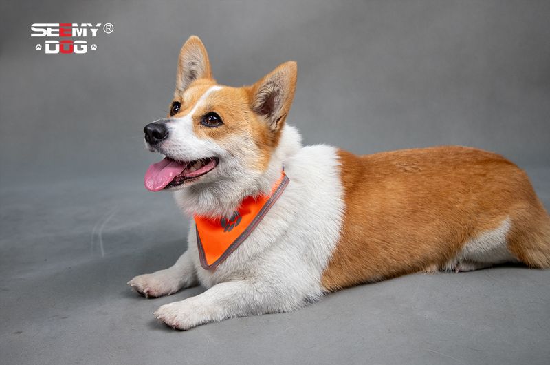 Pet Products Reflecterende sjaal voor huisdieren, hoge zichtbaarheid, verstelbare elastische halsband met drukknoopsluiting, regenboog reflecterende strepen, veilige zachte polyesterstof_voghion.com