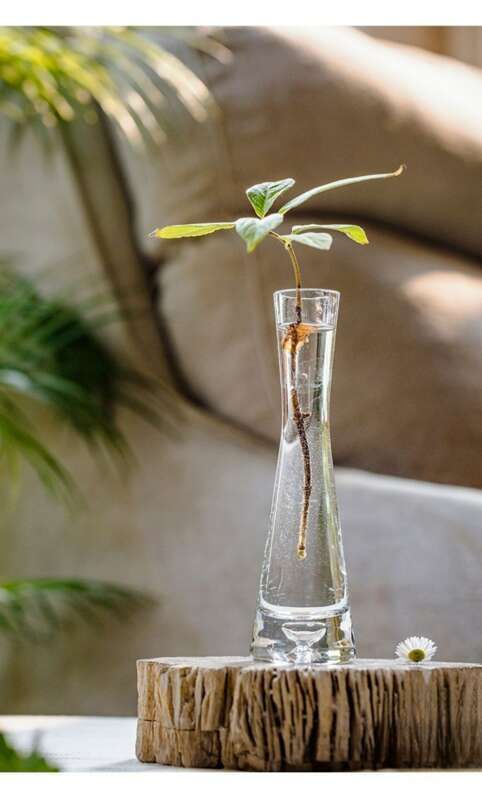 【 46000 People Collected 】 Juhan Nordic Ins High Beauty Arrangement Water Nourishing Small Vase Glass Transparent_voghion.com